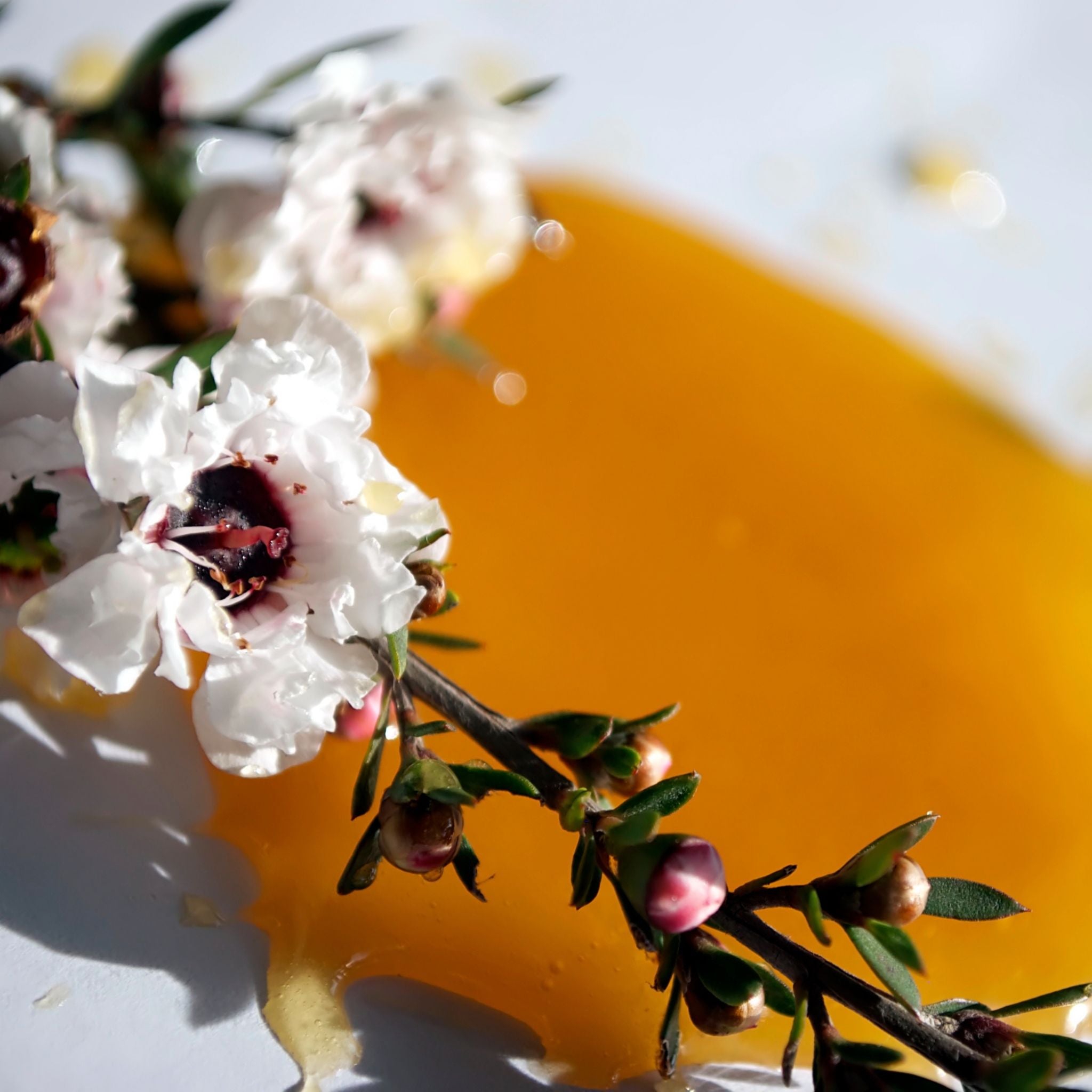 Manuka Honig MGO 250+ im Glas - 250g - Montcalia - Antibakteriell - Honey - Honig - montcalia.ch