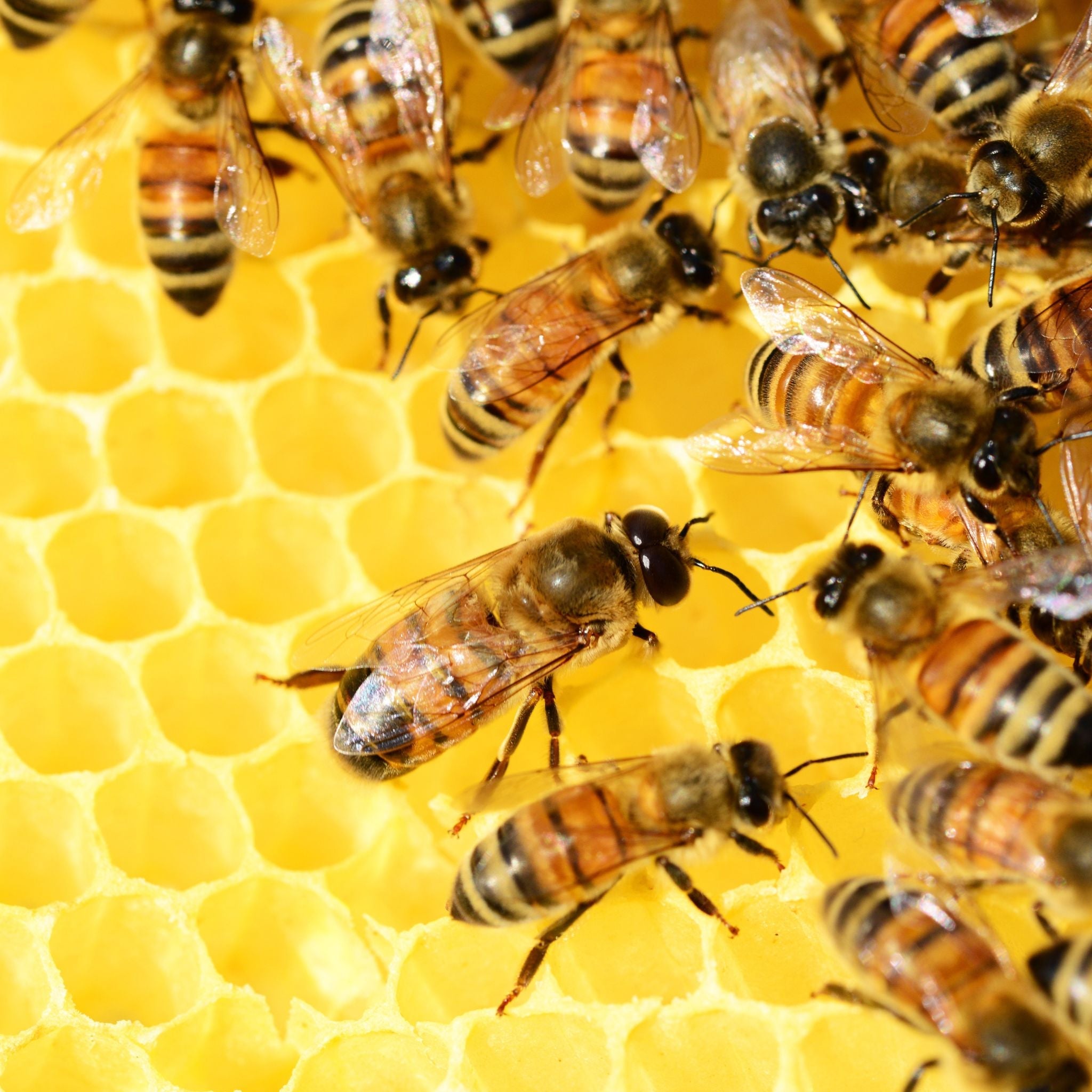 Manuka Honig MGO 250+ im Glas - 250g - Montcalia - Antibakteriell - Honey - Honig - montcalia.ch