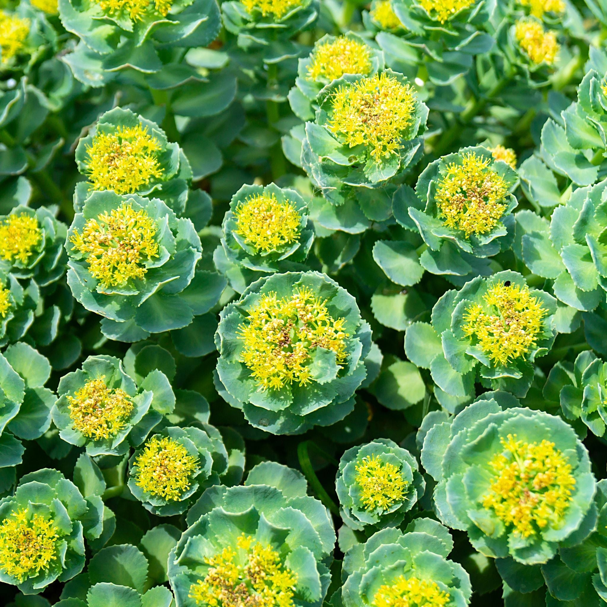 Rhodiola Rosea Extrakt 500mg - 60 Kapseln - Cupplement - Heilpflanze - Kapseln - Rhodiola - montcalia.ch