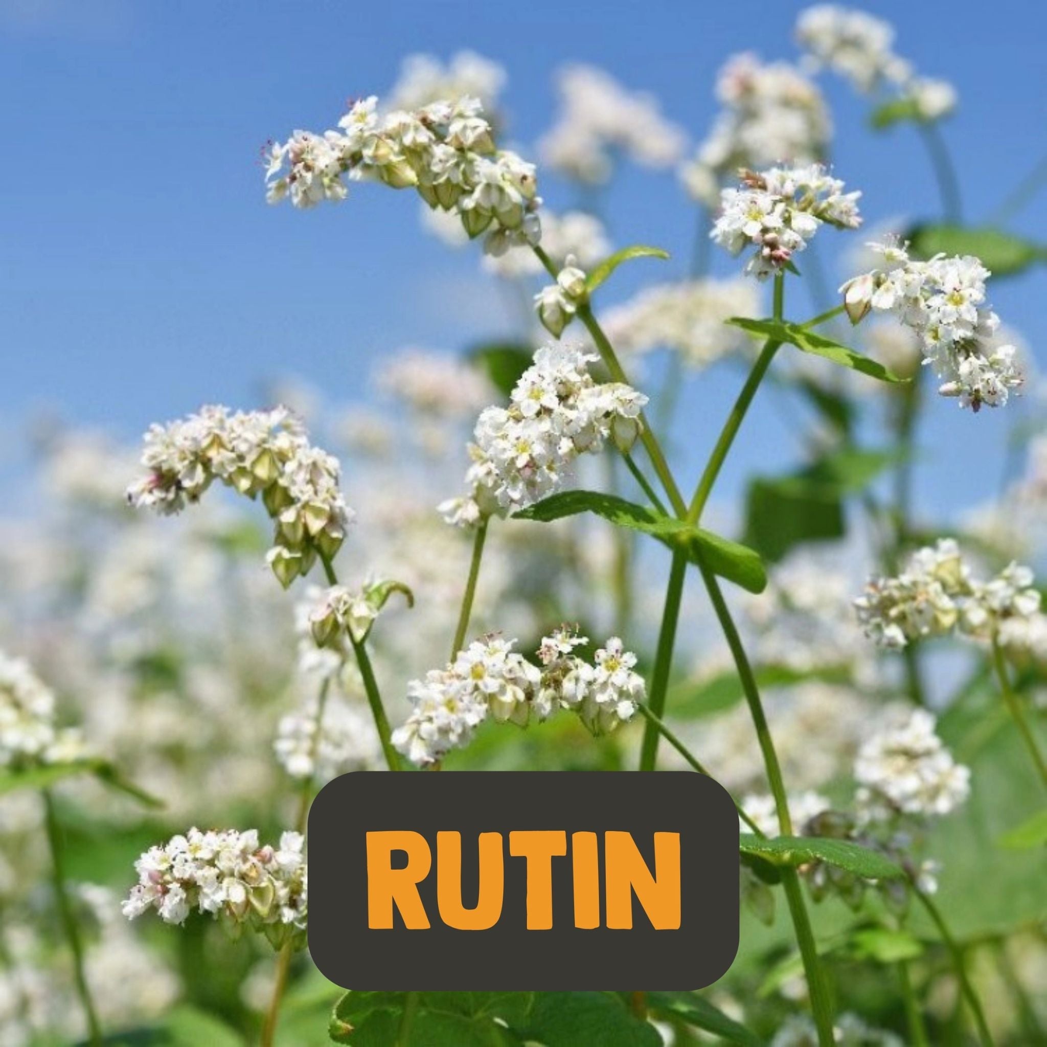 Rutin Extrakt 500 mg - 60 Kapseln - Cupplement - Heilpflanze - Kapseln - Rutin - montcalia.ch