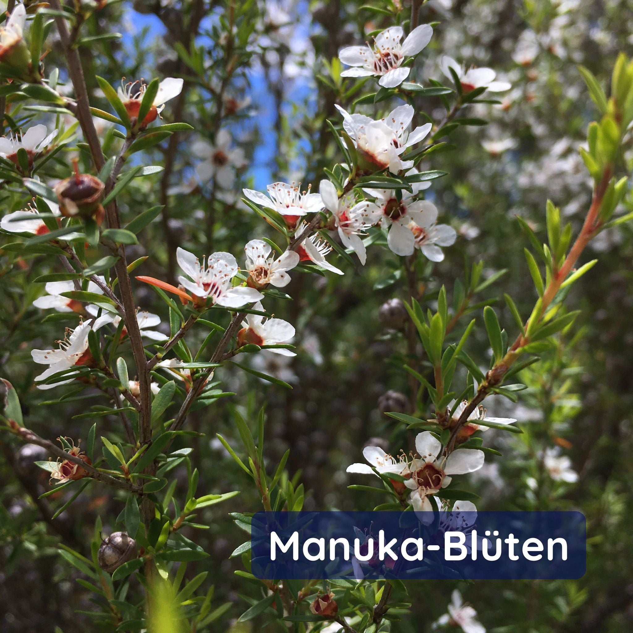 Manuka Honig MGO 250+ im Glas - 250g - Montcalia - Antibakteriell - Honey - Honig - montcalia.ch